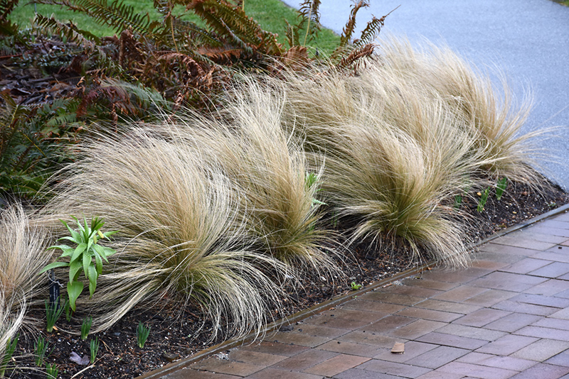 Mexican Feather Grass (Nassella tenuissima) at Weston Nurseries