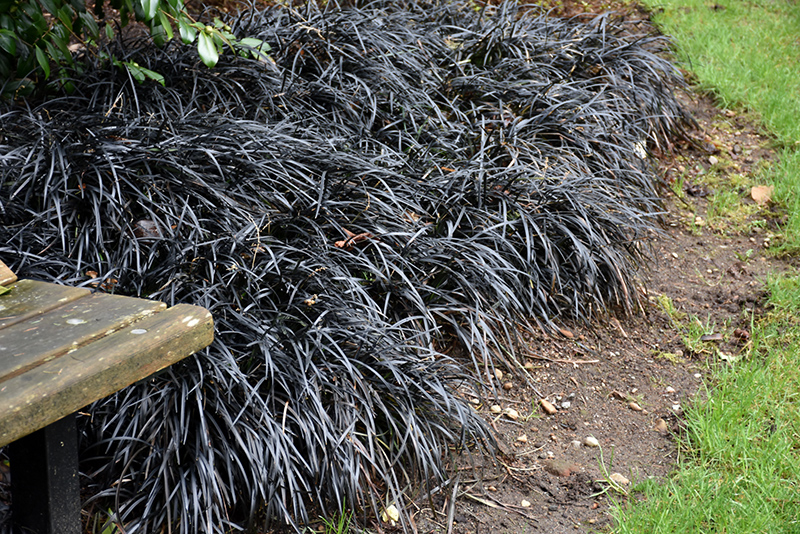 Black Mondo Grass (Ophiopogon planiscapus 'Nigrescens') at Weston Nurseries