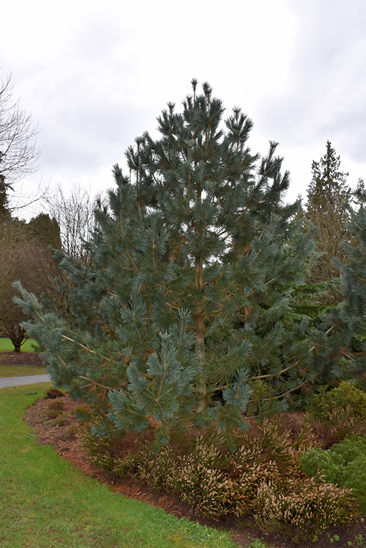 Limber Pine (Pinus flexilis) at Weston Nurseries