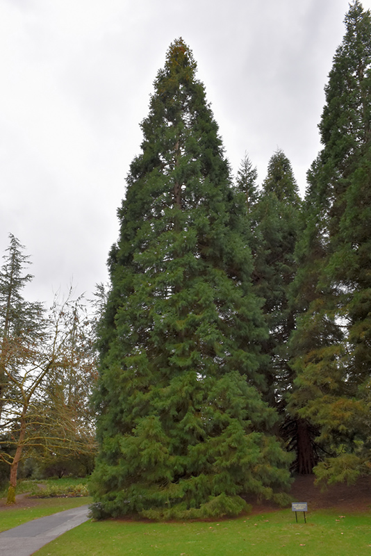 Giant Sequoia (Sequoiadendron giganteum) at Weston Nurseries