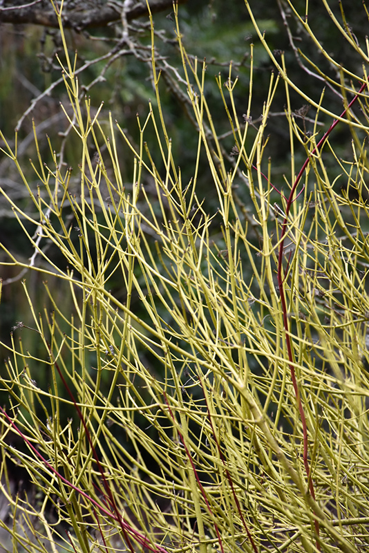 Yellow Twig Dogwood (Cornus sericea 'Flaviramea') at Weston Nurseries