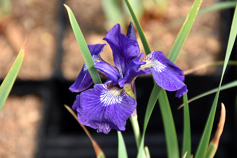 Blue King Siberian Iris (Iris sibirica 'Blue King') at Weston Nurseries