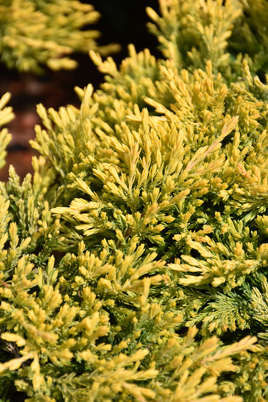 Gold Strike Juniper (Juniperus horizontalis 'Gold Strike') at Weston Nurseries