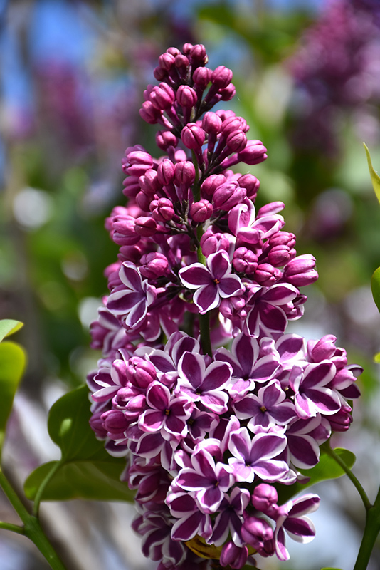 Sensation Lilac (Syringa vulgaris 'Sensation') at Weston Nurseries