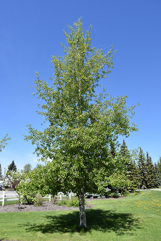 Trembling Aspen (Populus tremuloides) at Weston Nurseries