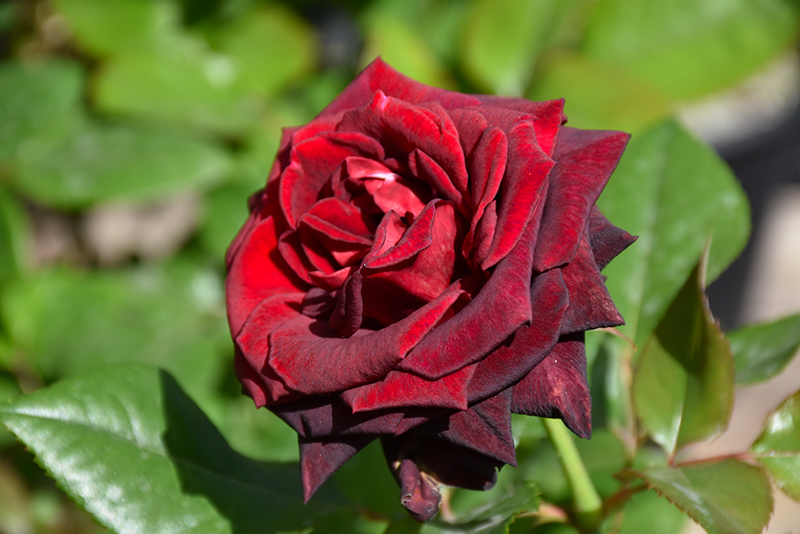 Black Baccara Rose (Rosa 'Black Baccara') at Weston Nurseries