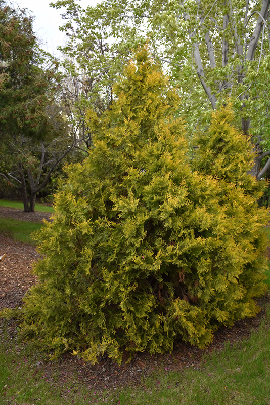 Golden Arborvitae (Thuja occidentalis 'Aurea') at Weston Nurseries