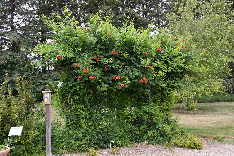 Atomic Red Trumpetvine (Campsis radicans 'Stromboli') at Weston Nurseries
