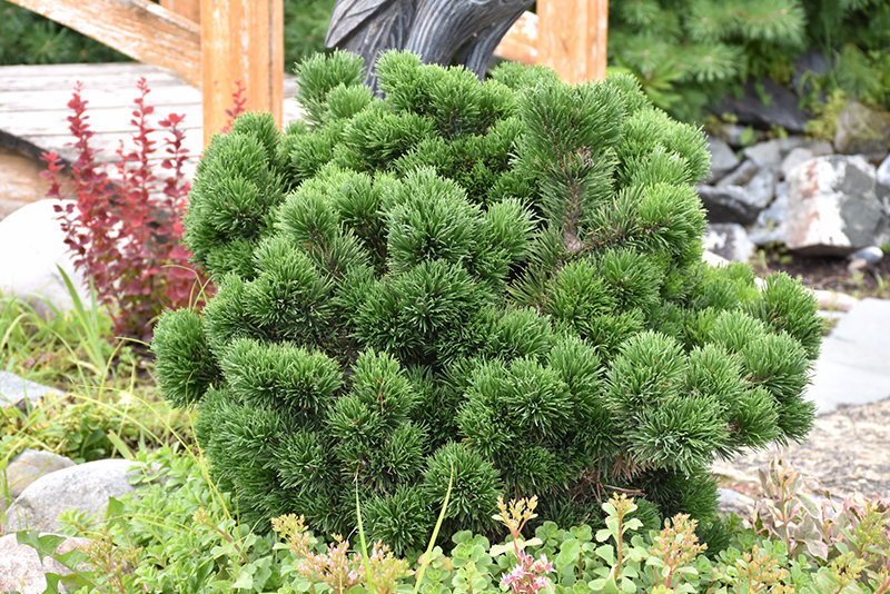 Jakobsen Mugo Pine (Pinus mugo 'Jakobsen') at Weston Nurseries