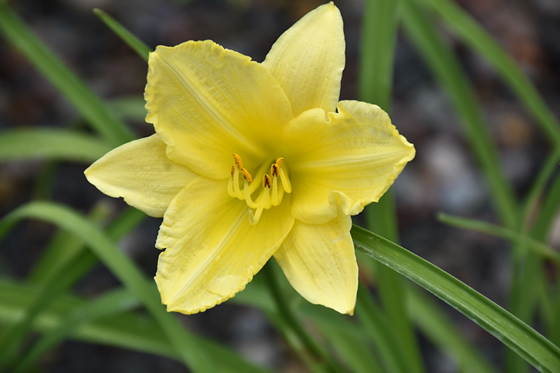 Happy Ever Appster Big Time Happy Daylily (Hemerocallis 'Big Time Happy') at Weston Nurseries