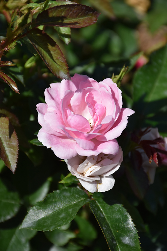 Pinktopia Rose (Rosa 'Balmas') at Weston Nurseries