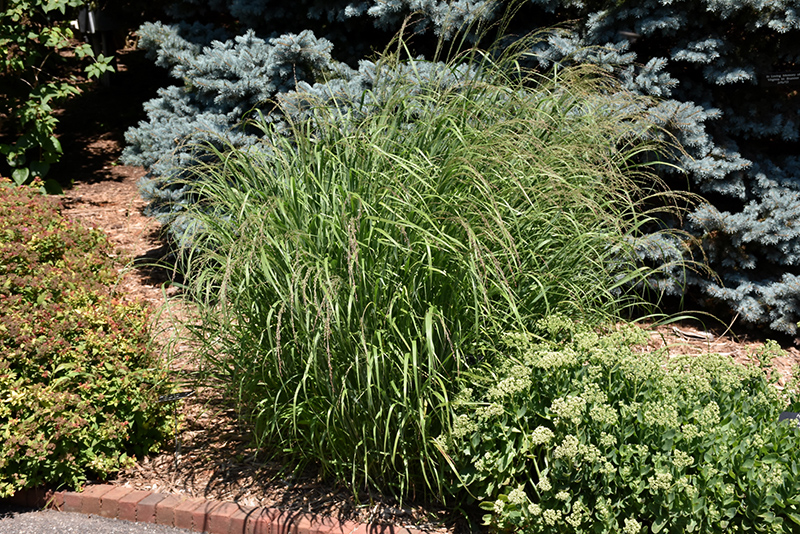 Red Switch Grass (Panicum virgatum 'Rotstrahlbusch') at Weston Nurseries