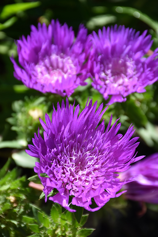 Honeysong Purple Aster (Stokesia laevis 'Honeysong Purple') at Weston Nurseries