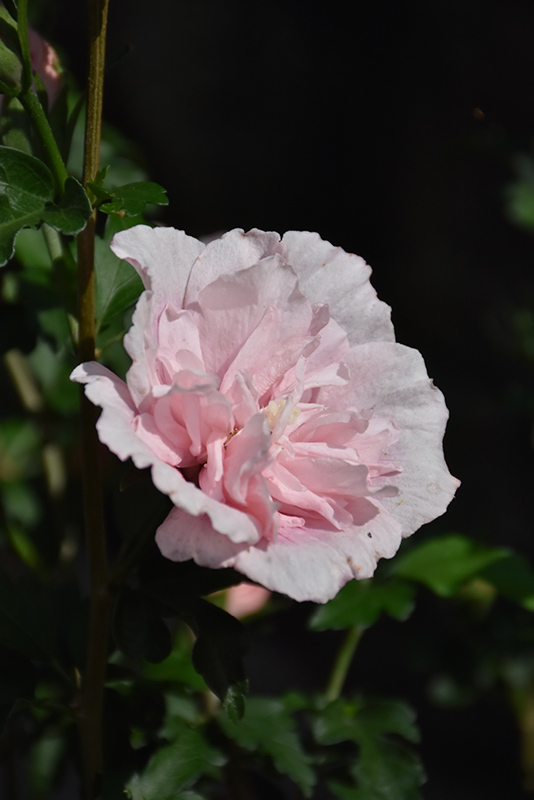 Pink Chiffon Rose of Sharon (Hibiscus syriacus 'JWNWOOD4') at Weston Nurseries