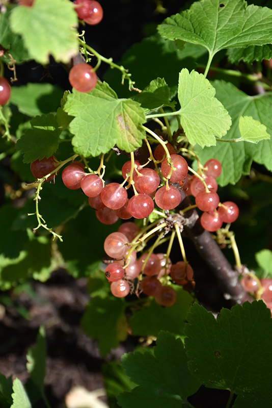 Pink Champagne Currant (Ribes sativum 'Pink Champagne') at Weston Nurseries