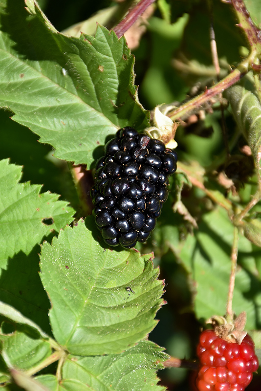 Chester Thornless Blackberry (Rubus 'Chester') at Weston Nurseries