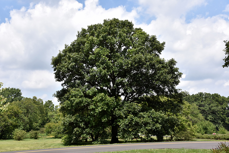 Swamp White Oak (Quercus bicolor) at Weston Nurseries
