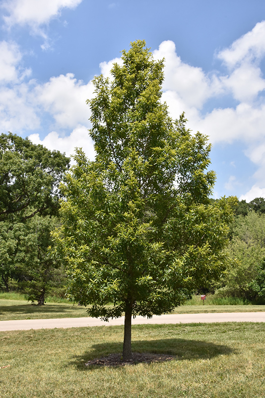 Sawtooth Oak (Quercus acutissima) at Weston Nurseries