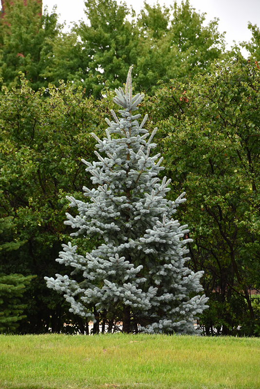 Koster's Blue Spruce (Picea pungens 'Kosteri') at Weston Nurseries