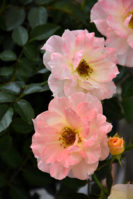 Oso Easy Italian Ice Rose (Rosa 'Chewnicebell') at Weston Nurseries