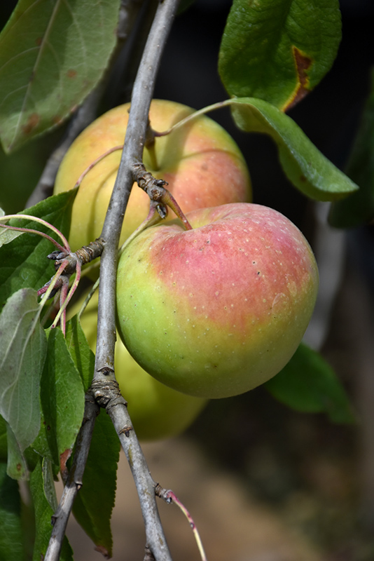 Zestar Apple (Malus 'Zestar') at Weston Nurseries