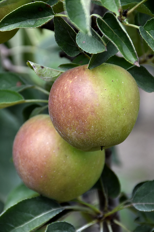 Urban Apple Blushing Delight Columnar Apple (Malus 'UEB 3727-4') at Weston Nurseries