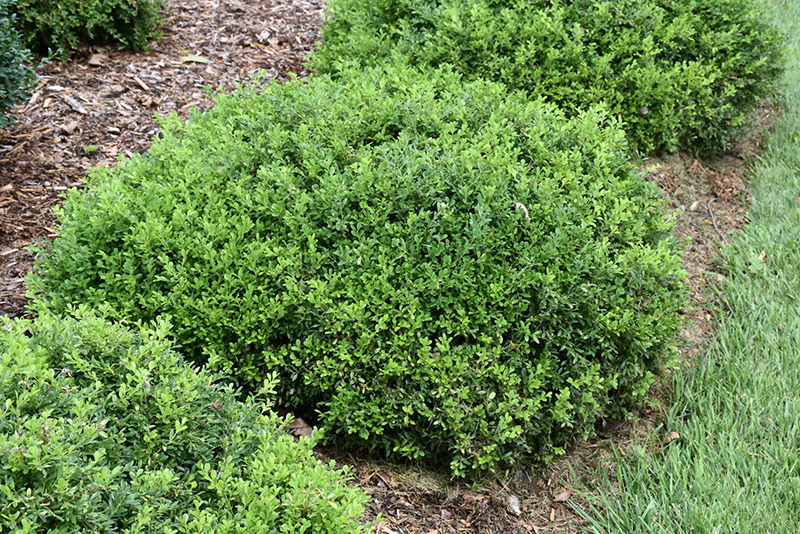 Tide Hill Boxwood (Buxus microphylla 'Tide Hill') at Weston Nurseries