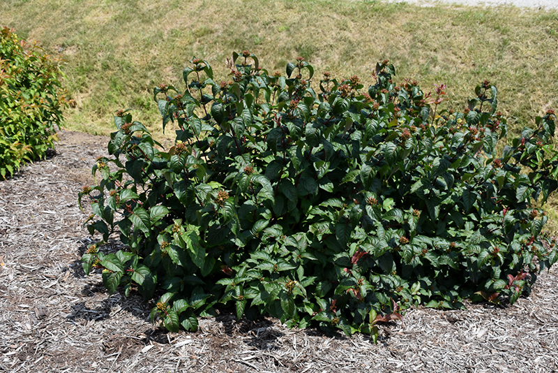Kodiak Black Diervilla (Diervilla rivularis 'SMNDRSF') at Weston Nurseries