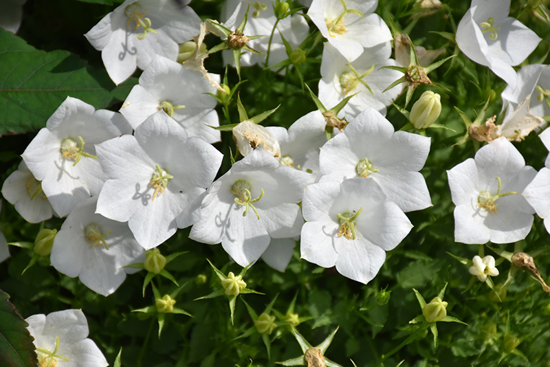 White Clips Bellflower (Campanula carpatica 'White Clips') at Weston Nurseries