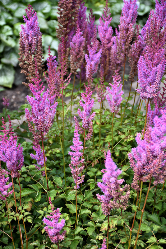 Purple Candles Astilbe (Astilbe chinensis 'Purple Candles') at Weston Nurseries