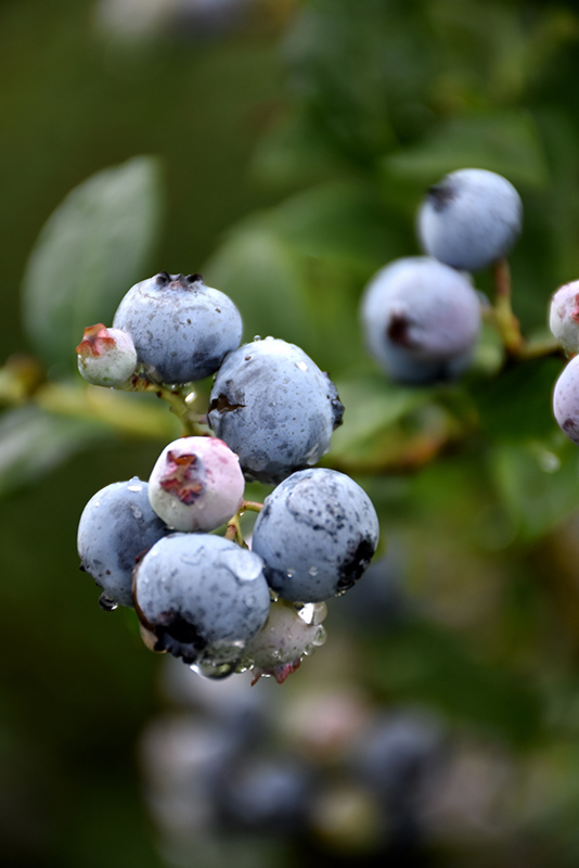 Polaris Blueberry (Vaccinium 'Polaris') at Weston Nurseries