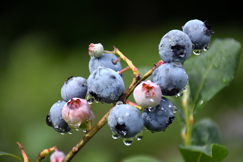 Blueray Blueberry (Vaccinium corymbosum 'Blueray') at Weston Nurseries