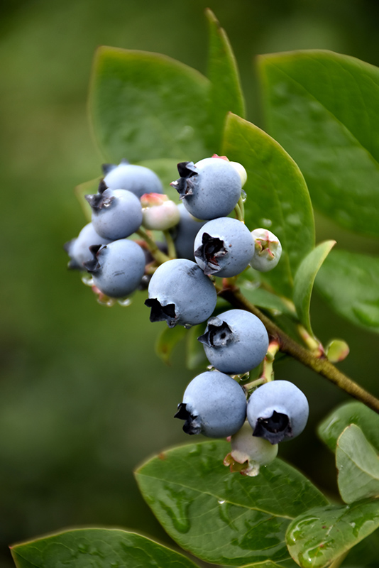Northblue Blueberry (Vaccinium 'Northblue') at Weston Nurseries