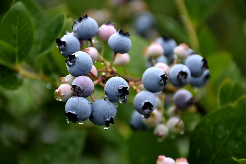 Bluecrop Blueberry (Vaccinium corymbosum 'Bluecrop') at Weston Nurseries
