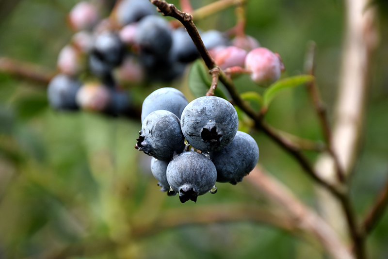 Chandler Blueberry (Vaccinium corymbosum 'Chandler') at Weston Nurseries
