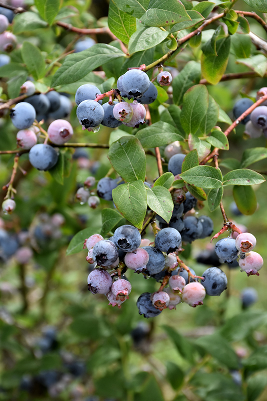 Earliblue Blueberry (Vaccinium corymbosum 'Earliblue') at Weston Nurseries
