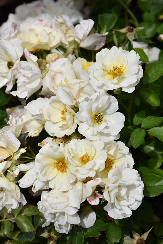 White Drift Rose (Rosa 'Meizorland') at Weston Nurseries