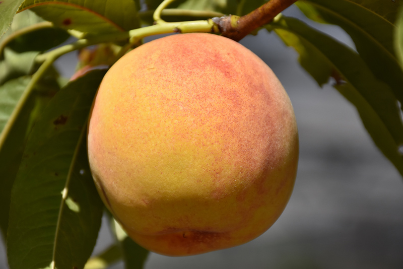 Reliance Peach (Prunus persica 'Reliance') at Weston Nurseries