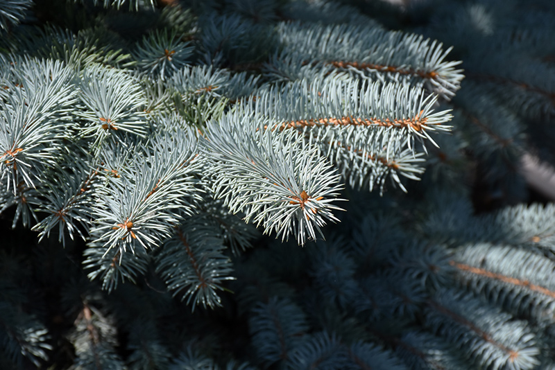 Baby Blue Blue Spruce (Picea pungens 'Baby Blue') at Weston Nurseries