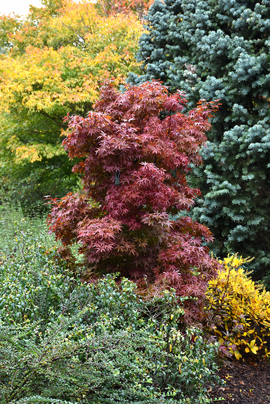 Twombly's Red Sentinel Japanese Maple (Acer palmatum 'Twombly's Red Sentinel') at Weston Nurseries