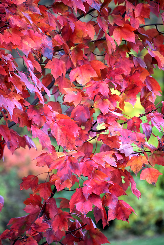 Red Maple (Acer rubrum) at Weston Nurseries