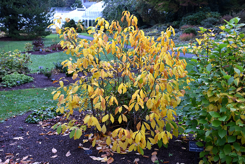Spicebush (Lindera benzoin) at Weston Nurseries