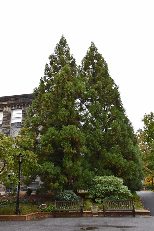Yoshino Japanese Cedar (Cryptomeria japonica 'Yoshino') at Weston Nurseries