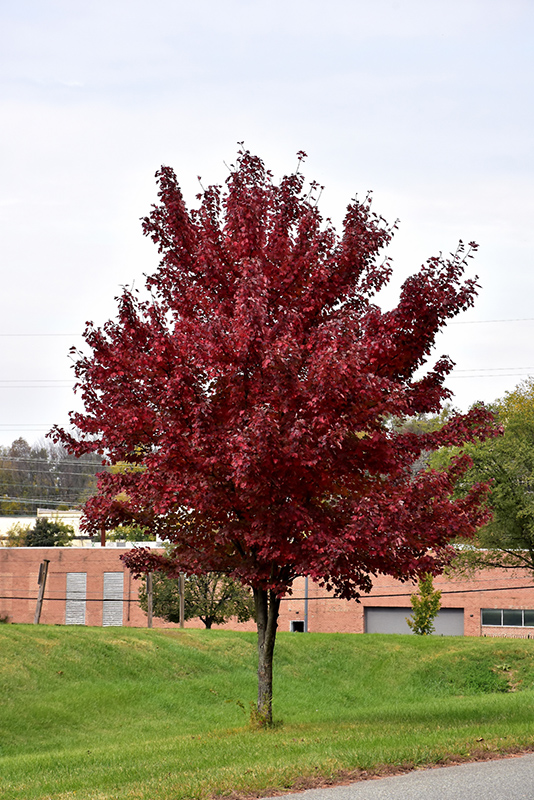 Brandywine Red Maple (Acer rubrum 'Brandywine') at Weston Nurseries
