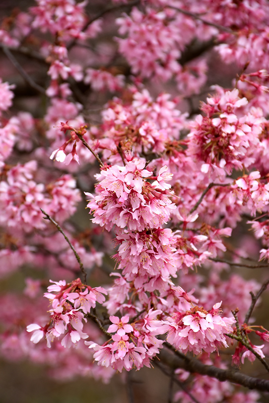 Okame Flowering Cherry (Prunus 'Okame') at Weston Nurseries