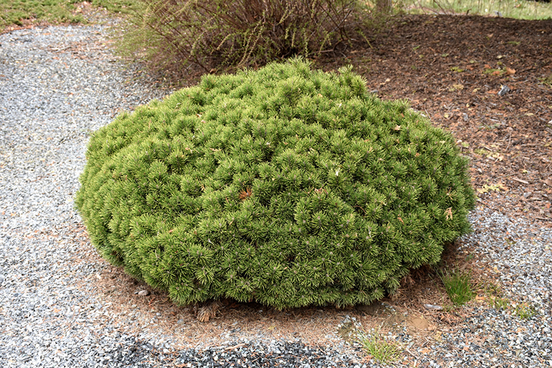 Teeny Dwarf Mugo Pine (Pinus mugo 'Teeny') at Weston Nurseries