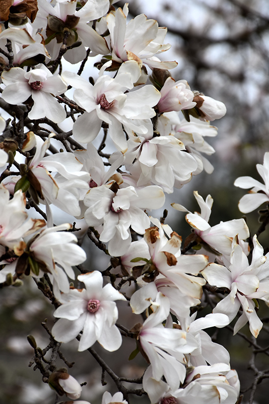 Merrill Magnolia (Magnolia x loebneri 'Merrill') at Weston Nurseries