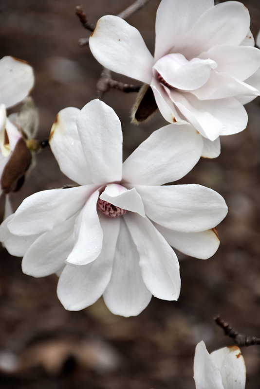 Merrill Magnolia (Magnolia x loebneri 'Merrill') at Weston Nurseries