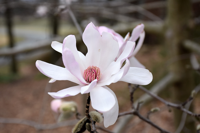 Star Magnolia (Magnolia stellata) at Weston Nurseries