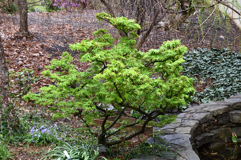Mikawa Yatsubusa Japanese Maple (Acer palmatum 'Mikawa Yatsubusa') at Weston Nurseries